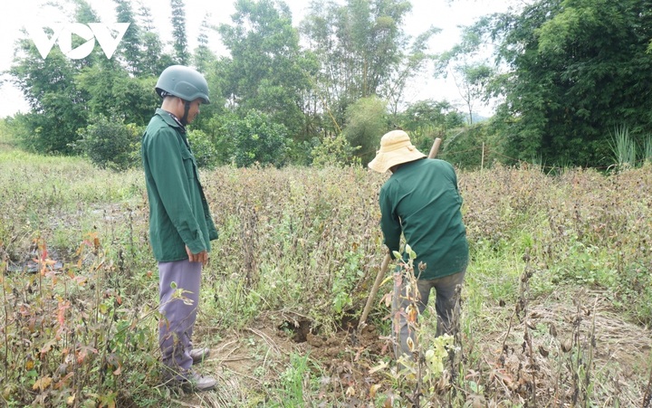 Thua Thien-Hue ginseng growers face crop failure - 2 Thua Thien-Hue ginseng growers face crop failure - 2