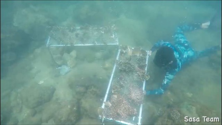 Young people save Danang coral reefs - 2