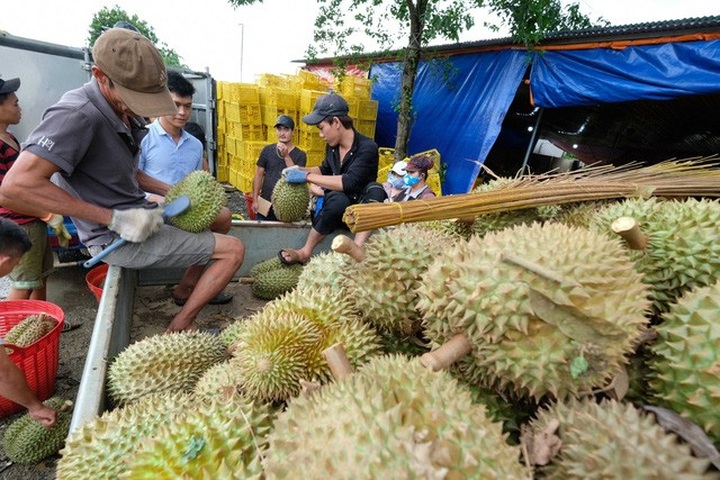 Durian exports to China surge - 1 Durian exports to China surge - 1