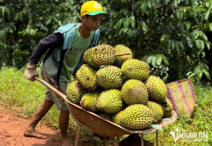Vietnamese durian exports bring USD1 billion in two months - 1