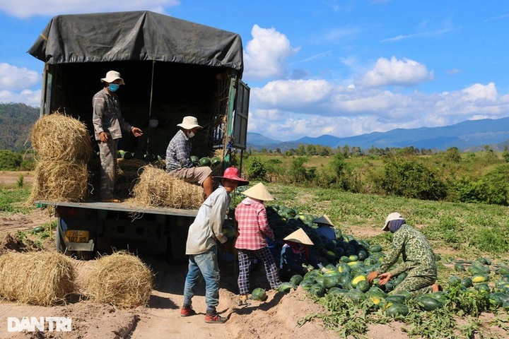 Farmers suffer slumping watermelon prices - 2