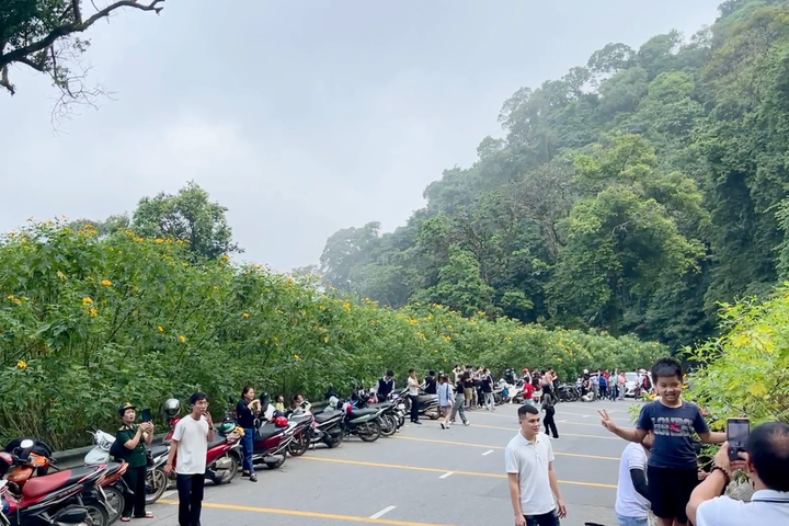 People flock to Ba Vi in wild sunflower season - 2