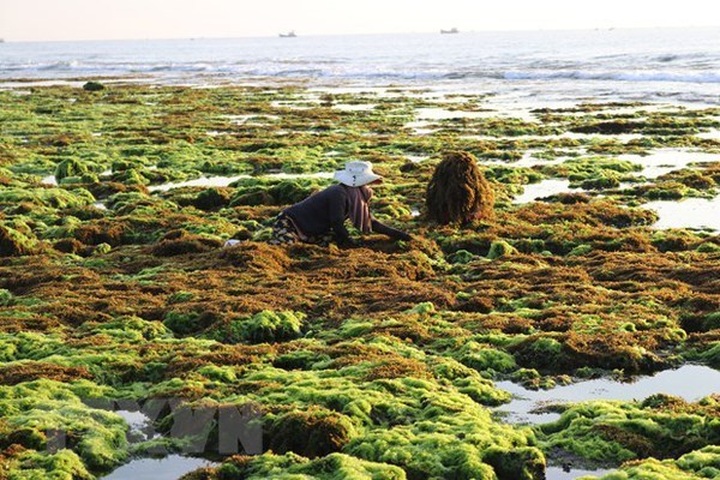 Production links to boost seaweed farming in Vietnam: experts - 1