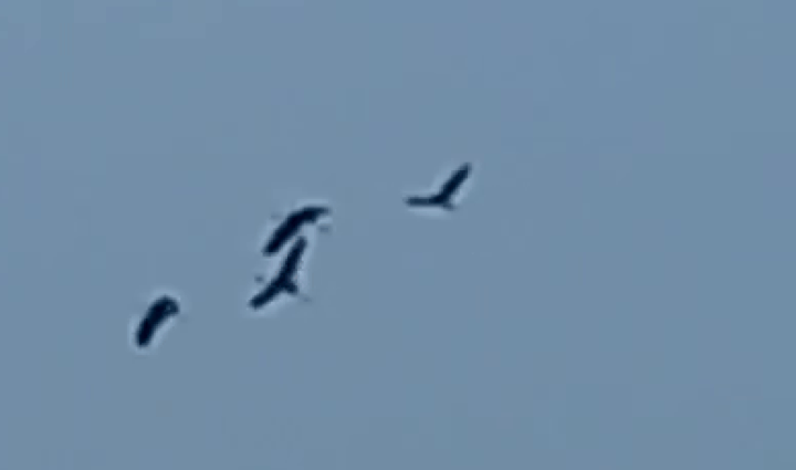 Sarus cranes return to Tram Chim National Park after two years absence - 1