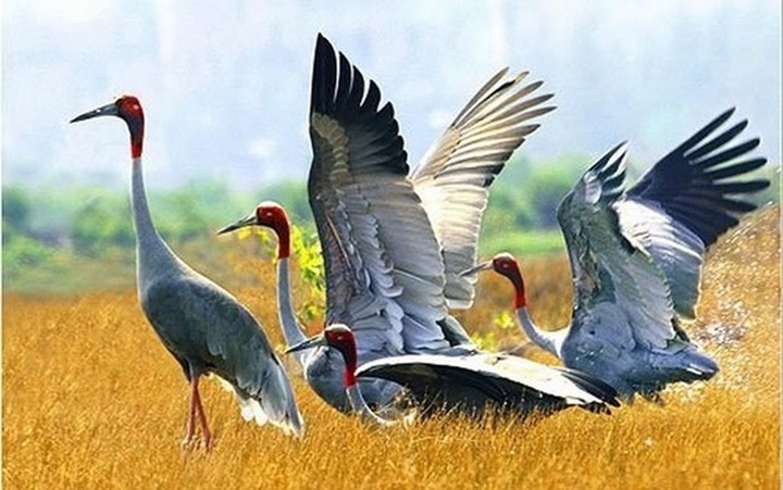 Dong Thap plans to attract sarus cranes to national park - 1