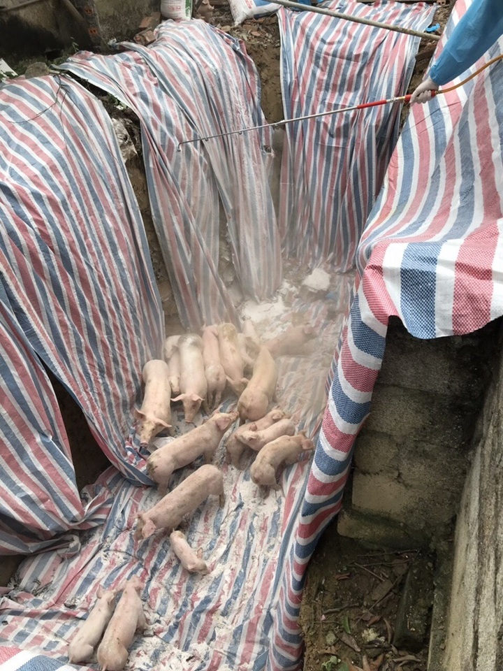 Millions of pigs culled as African swine fever spreads - 1