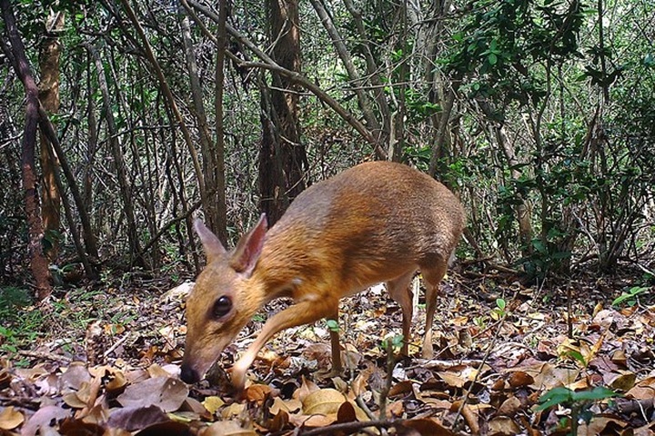 World's smallest ungulates spotted in Vietnam after nearly 30 years - 1 World's smallest ungulates spotted in Vietnam after nearly 30 years - 1