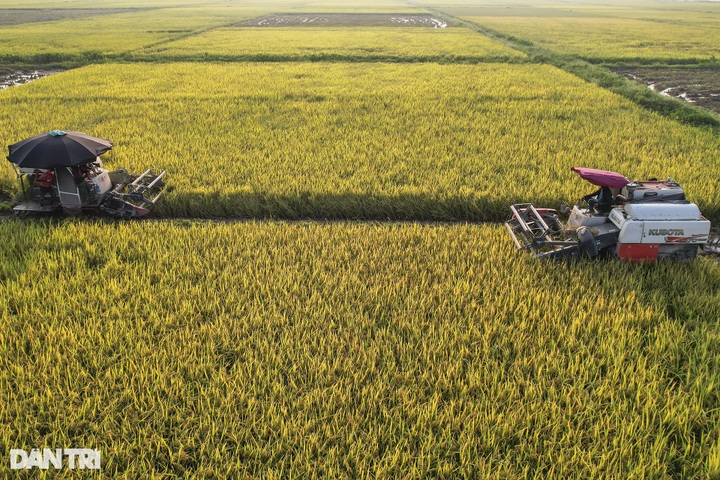 Rice harvest season in Hanoi’s suburbs - 2 Rice harvest season in Hanoi’s suburbs - 2