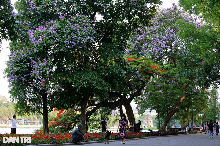 Iconic Hanoi lake wreathed with colourful summer flowers - 2
