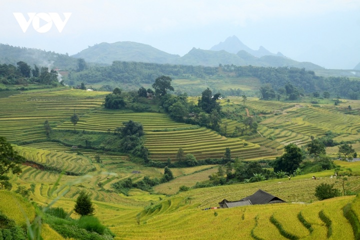 Rice harvest season begins in Ta Leng town - 1