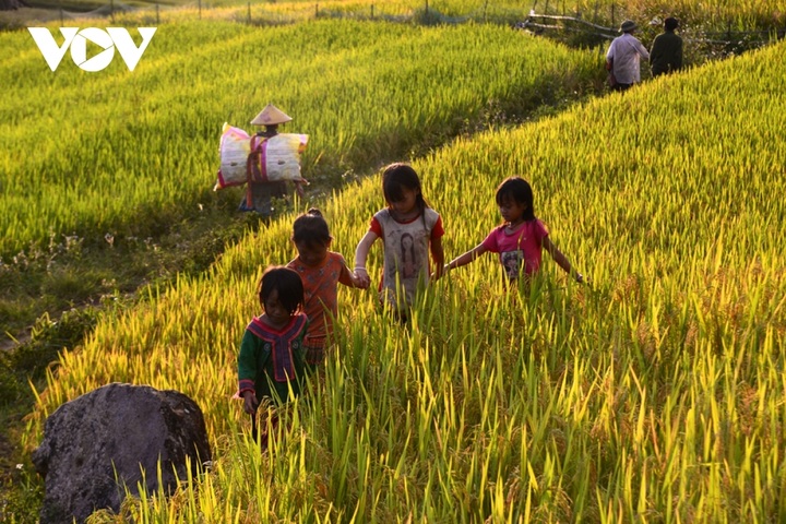 Rice harvest season begins in Ta Leng town - 7