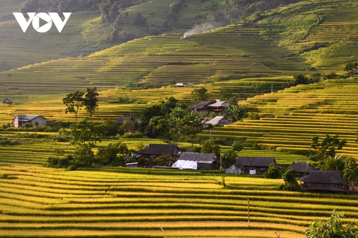 Rice harvest season begins in Ta Leng town - 8