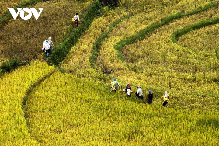 Rice harvest season begins in Ta Leng town - 2