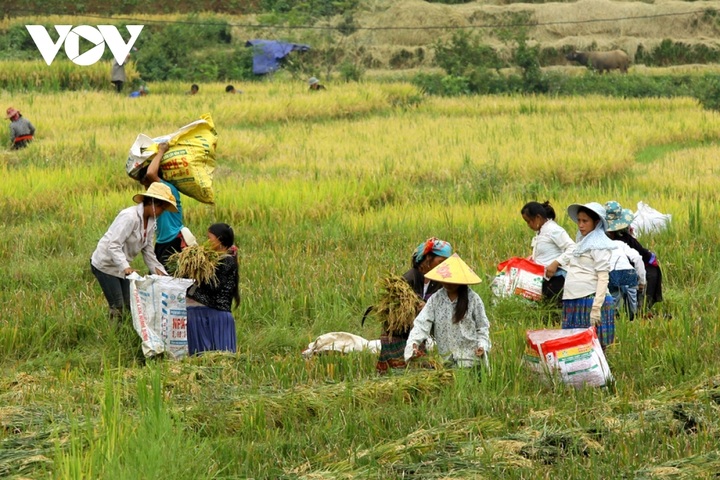 Rice harvest season begins in Ta Leng town - 3