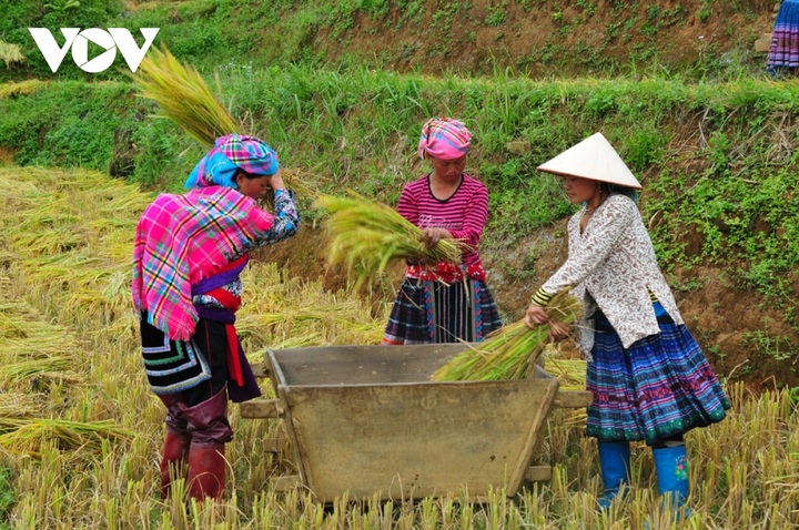 Rice harvest season begins in Ta Leng town - 4