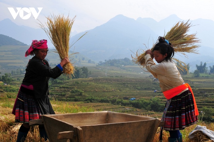 Rice harvest season begins in Ta Leng town - 5