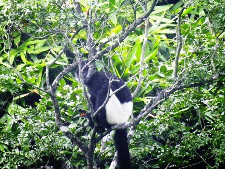 Ha Nam Delacour's langur threatened by stone exploitation - 1