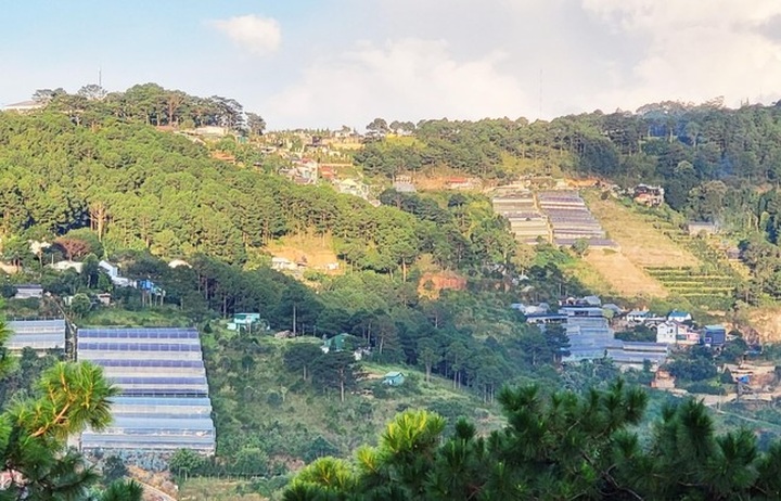 Dalat City removes greenhouses for more forest - 1