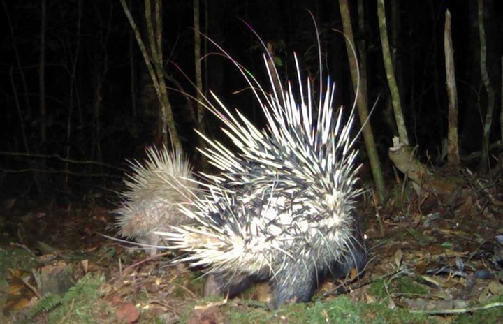 Lam Dong young people acts to protect wild animals - 5 Lam Dong young people acts to protect wild animals - 5