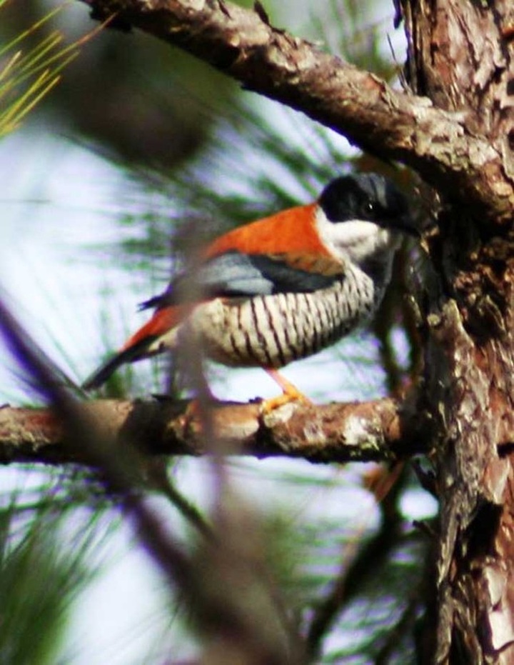 Lam Dong young people acts to protect wild animals - 3 Lam Dong young people acts to protect wild animals - 3