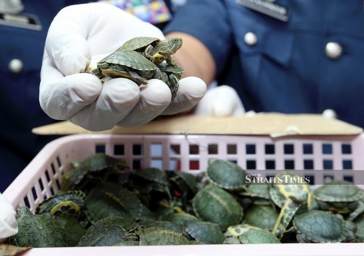 Malaysia busts attempt to smuggle over 5,000 terrapins - 1