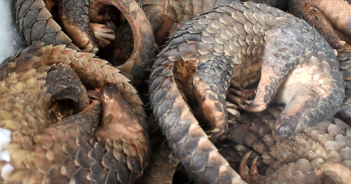 Man jailed for storing 780 kg of African pangolin scales - 1