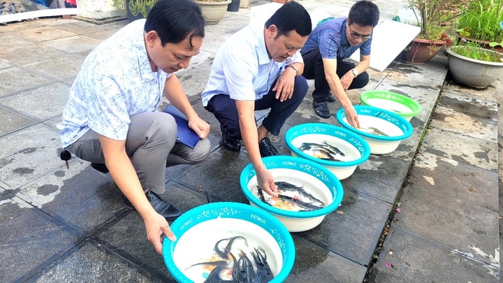 13,000 fish released into Hanoi river - 1