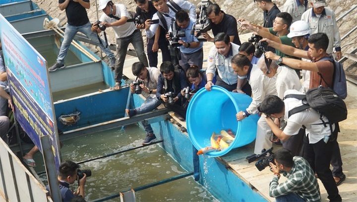 Japanese carp released into Hanoi river and lake - 2 Japanese carp released into Hanoi river and lake - 2