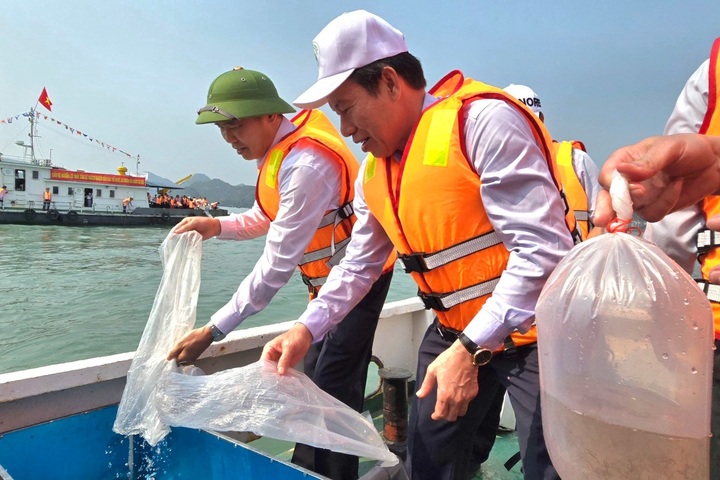 Cat Ba releases over a million fish fries into local sea - 1 Cat Ba releases over a million fish fries into local sea - 1