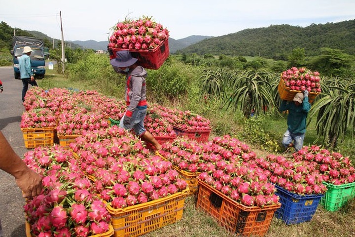 Vietnam sees rising vegetables and fruit exports to Thailand - 1