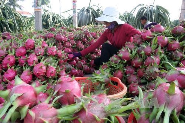 Over 500 trucks carrying dragon fruits stuck at Lao Cai border gate - 2