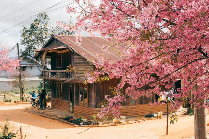 Dalat attracts cherry blossom season visitors - 5