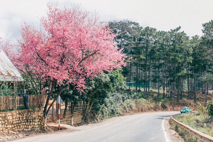 Dalat attracts cherry blossom season visitors - 6