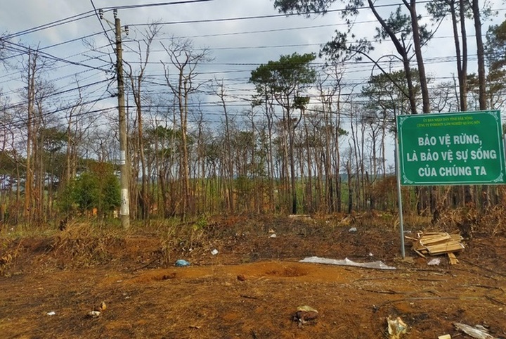 Hundreds of pine trees poisoned in Dak Nong - 1