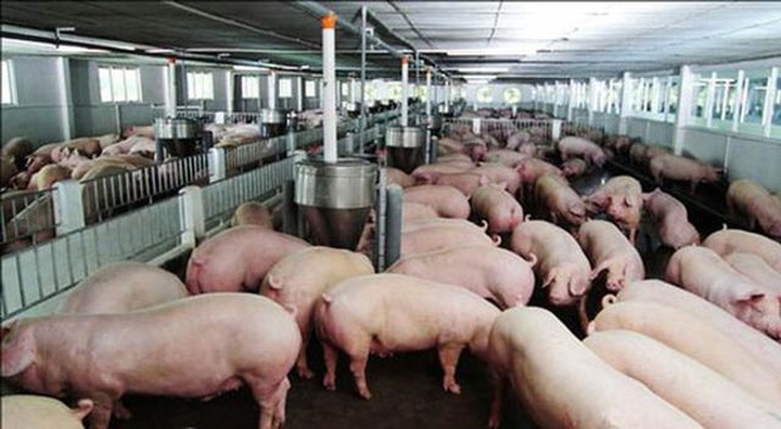 Official warns of illegal pork imports from Cambodia, Thailand - 1