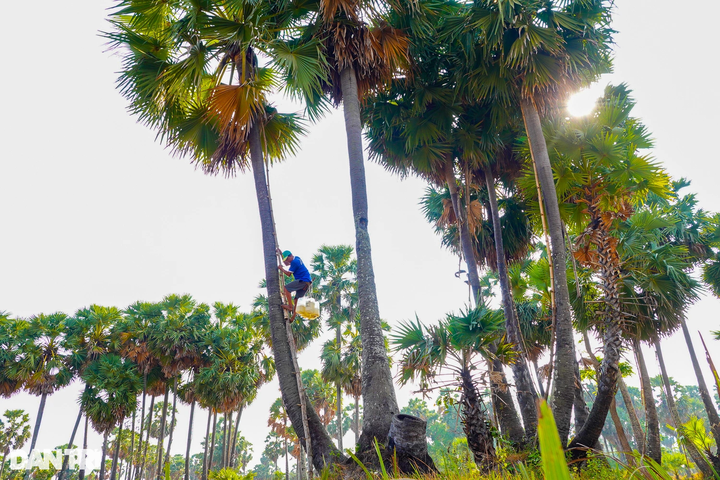 Sugar palm collecting season in An Giang - 3 Sugar palm collecting season in An Giang - 3