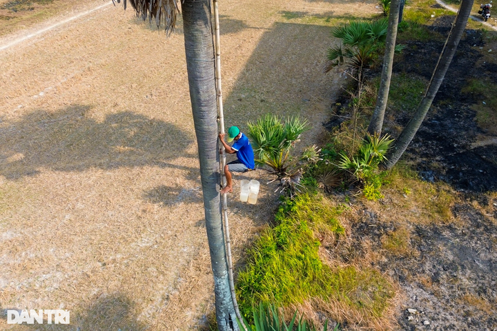 Sugar palm collecting season in An Giang - 1 Sugar palm collecting season in An Giang - 1