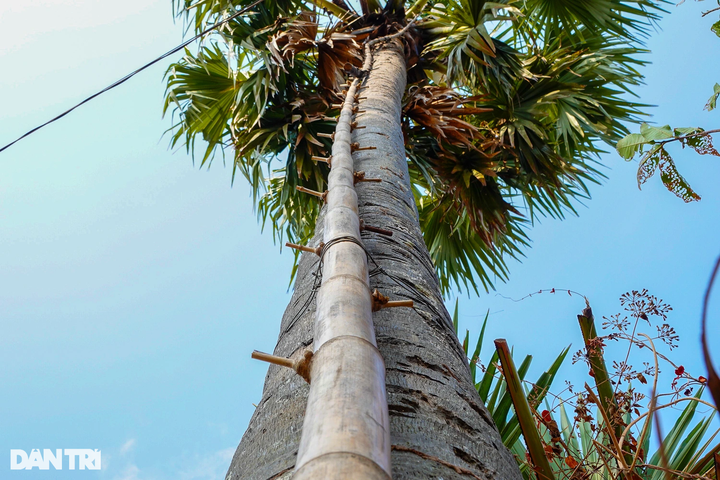 Sugar palm collecting season in An Giang - 4 Sugar palm collecting season in An Giang - 4