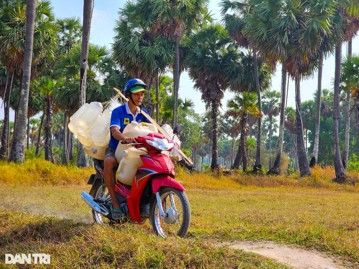 Sugar palm collecting season in An Giang - 5 Sugar palm collecting season in An Giang - 5