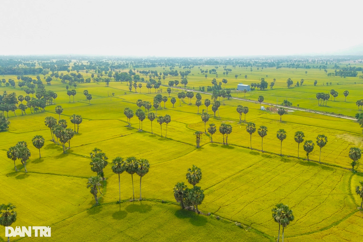 Sugar palm collecting season in An Giang - 6 Sugar palm collecting season in An Giang - 6