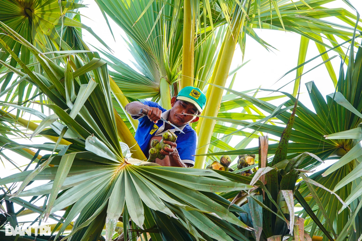 Sugar palm collecting season in An Giang - 2 Sugar palm collecting season in An Giang - 2