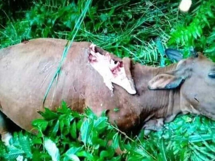 Hoa Binh cows attacked by unidentified wild animals - 1
