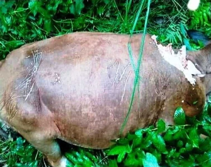 Hoa Binh cows attacked by unidentified wild animals - 2