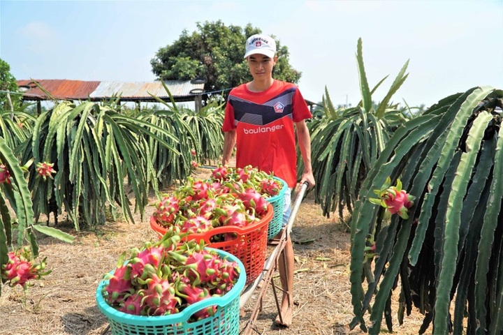 Dragon fruit  prices soar following reopening of Chinese border - 1