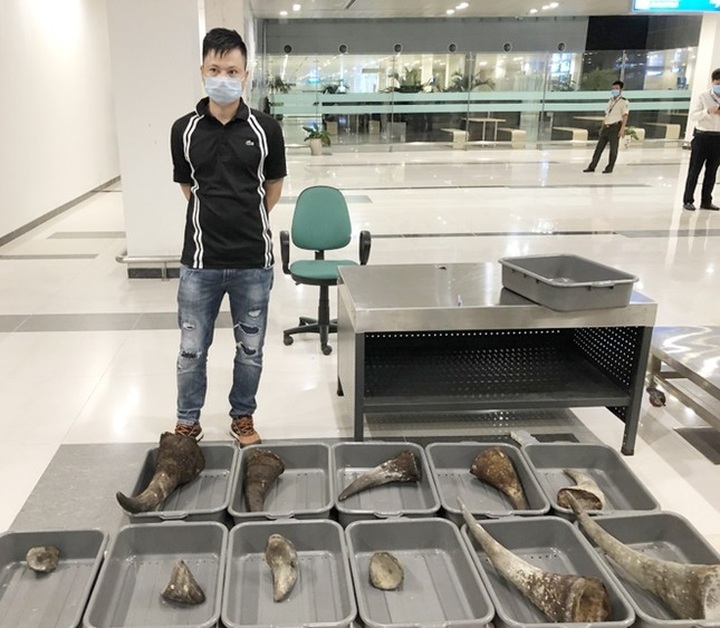 Elephant tusks and rhino horn seized at Noi Bai airport - 1