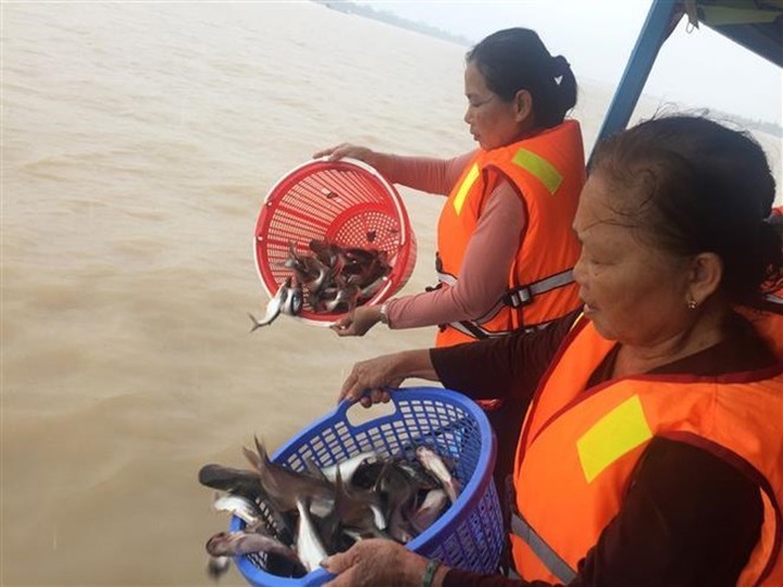An Giang: 15 tonnes of fish released to protect biodiversity - 1