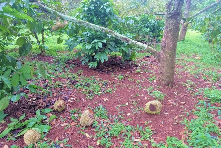 Durian prices fall as Covid-19 restrictions keep produce on farms - 1