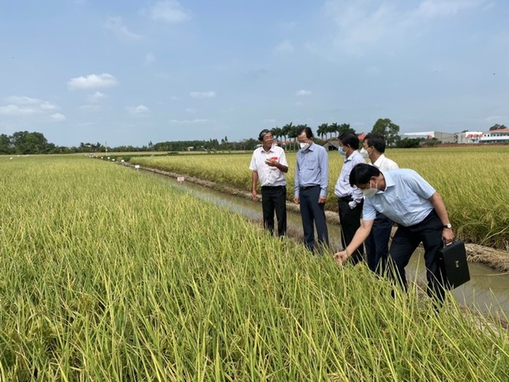 Vietnamese rice wins world's best rice contest for second time - 2 Vietnamese rice wins world's best rice contest for second time - 2