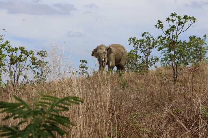 Dak Lak makes plan to rescue injured elephant - 1