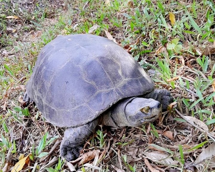 Rare turtle handed over to Phong Nha-Ke Bang National Park - 1 Rare turtle handed over to Phong Nha-Ke Bang National Park - 1